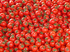 صورة مشروع إنتاج الطماطم.. كنز مصري مفقود