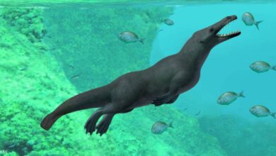 صورة من وادي الحيتان عدنا 43 مليون سنة.. باكتشاف  الحوت “فيموسيتس أنوبيس”