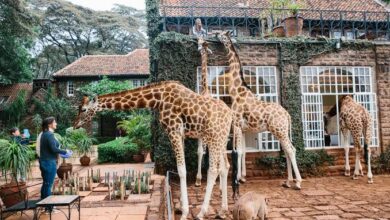 صورة “فندق الزرافات” بكينيا.. لمحبي الطبيعة والمغامرة