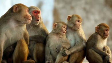 صورة هل تعرف الحيوانات الانتقام؟ لماذا قتلت القرود 250 كلبًا في الهند؟