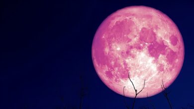 صورة «القمر الوردي».. ظاهرة فلكية ساحرة تزين سماء مصر اليوم
