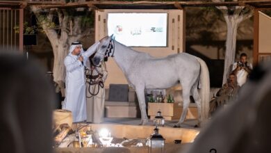صورة الأرشيف والمكتبة الوطنية يمتع جمهوره بالخيول العربية القديمة في أبوظبي وبفن التشوليب